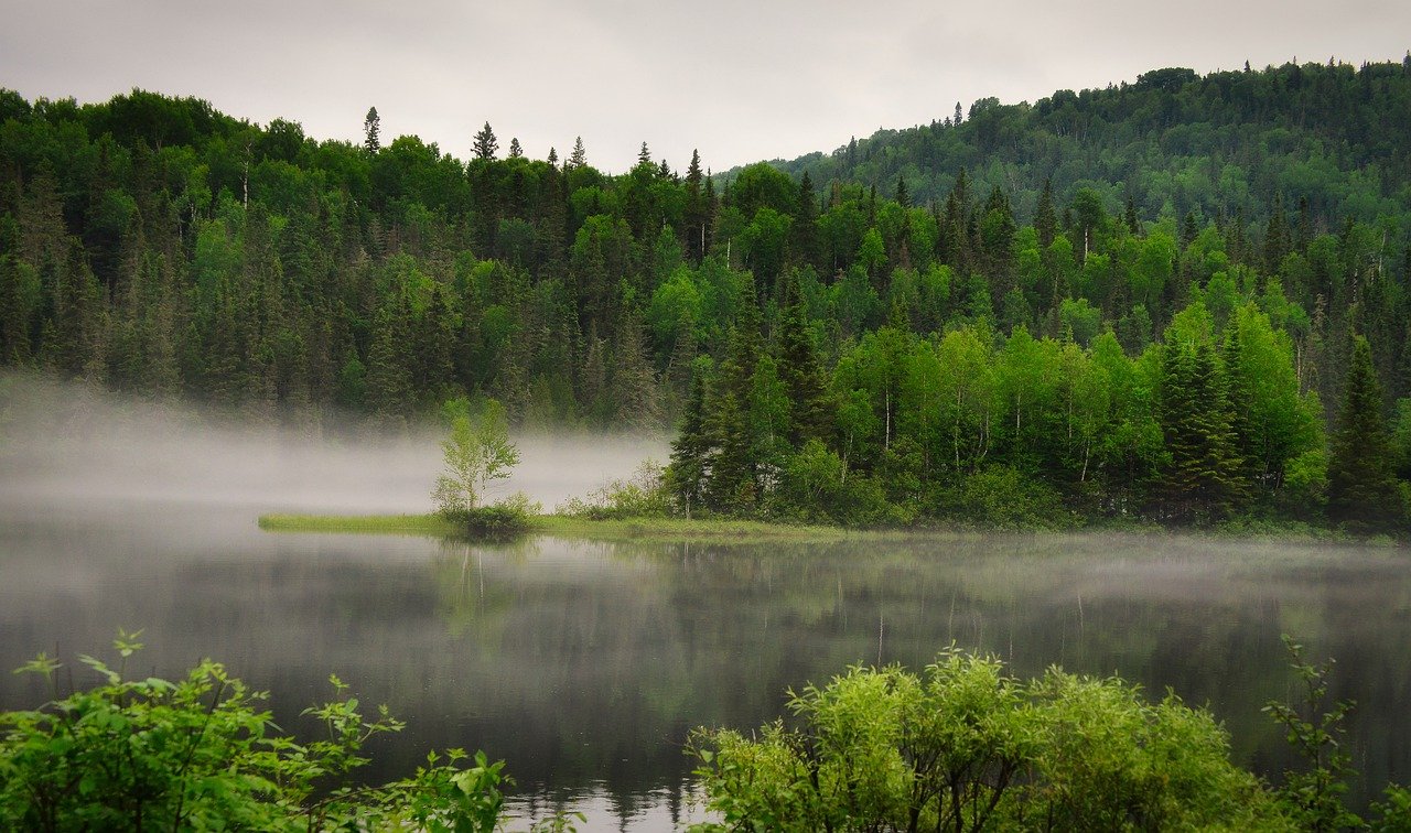 landscape, nature, trees-7280867.jpg